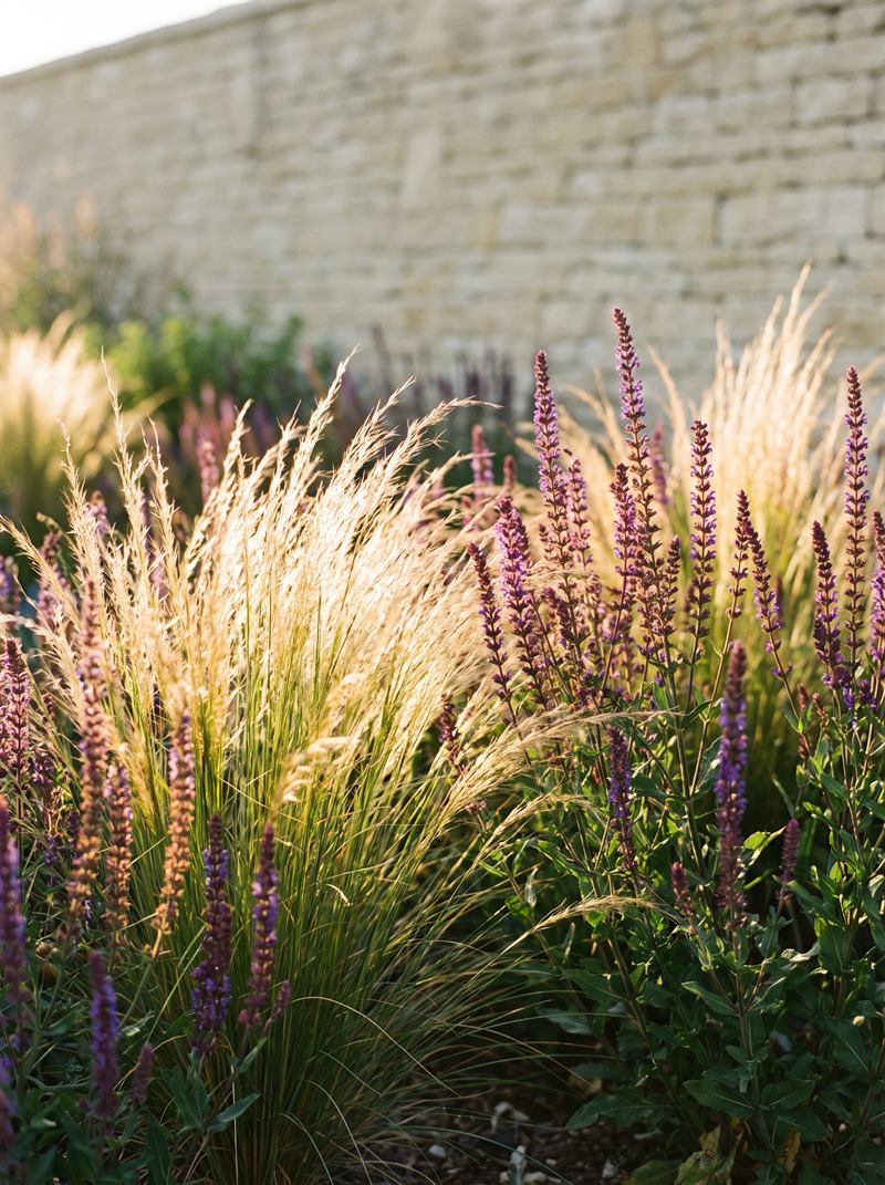 Graminées et sauges violettes à contre-jour dans la lumière dorée d’un soir d’été, mur de pierre flou en arrière-plan